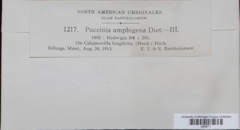 Puccinia amphigena image